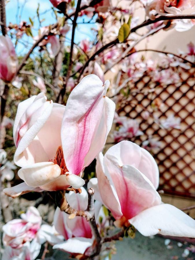 Pensiunea Magnolia Сибиу Экстерьер фото