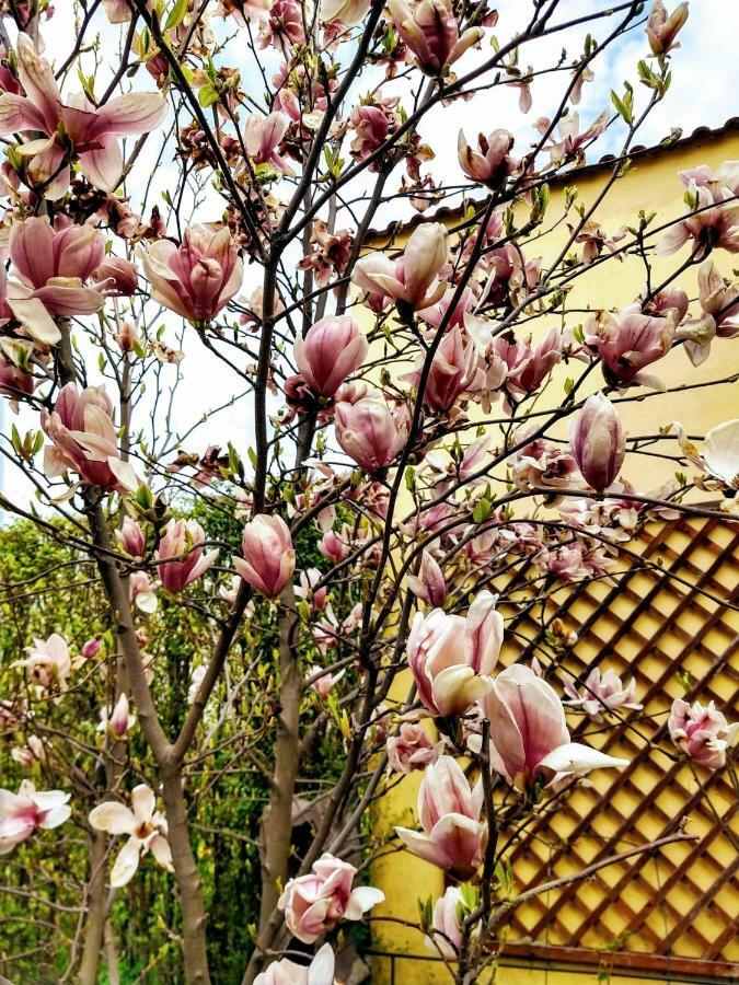 Pensiunea Magnolia Сибиу Экстерьер фото