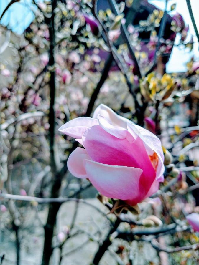 Pensiunea Magnolia Сибиу Экстерьер фото